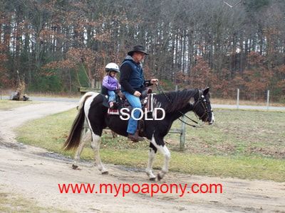 Pinto Pony For Sale