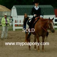 56 inch POA Pony Gelding For Sale