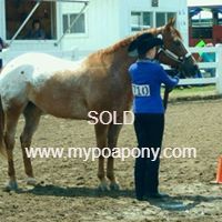POA Pony for Sale