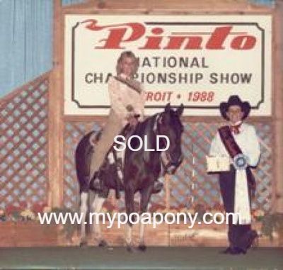 Pinto Pony For Sale