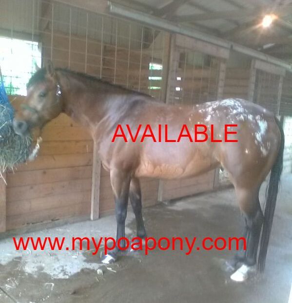 POA Quarter Pony For Sale