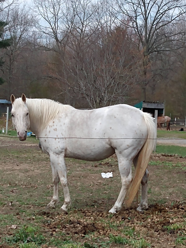 TC BELLE OF THE HOUSE, POA Mare for sale www.mypoapony.com 
