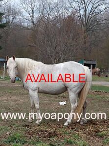 Speaker of the House POA Pony Mare For Sale